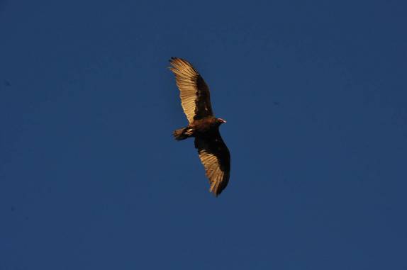 Ave de rapina voa nos ares de San Ignacio, na Baja California - México